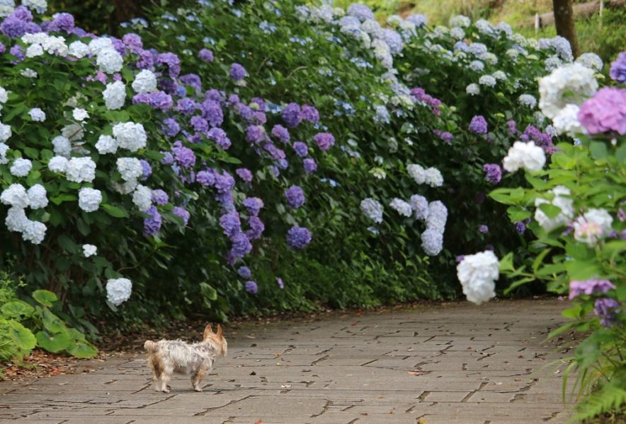 梅雨の時期も楽しく 下田公園の紫陽花 静岡県信用金庫協会